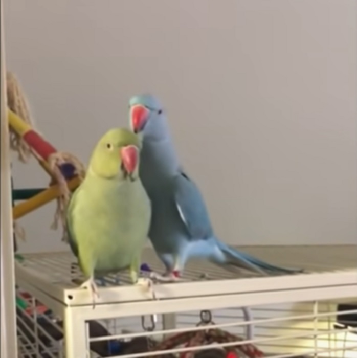 Indian Ringneck parakeets, Gabriel and Fabio, funny birds, parakeet sounds, parakeet conversations, parrot siblings, humorous parrots, bird communication, parakeet bonding, cute bird antics