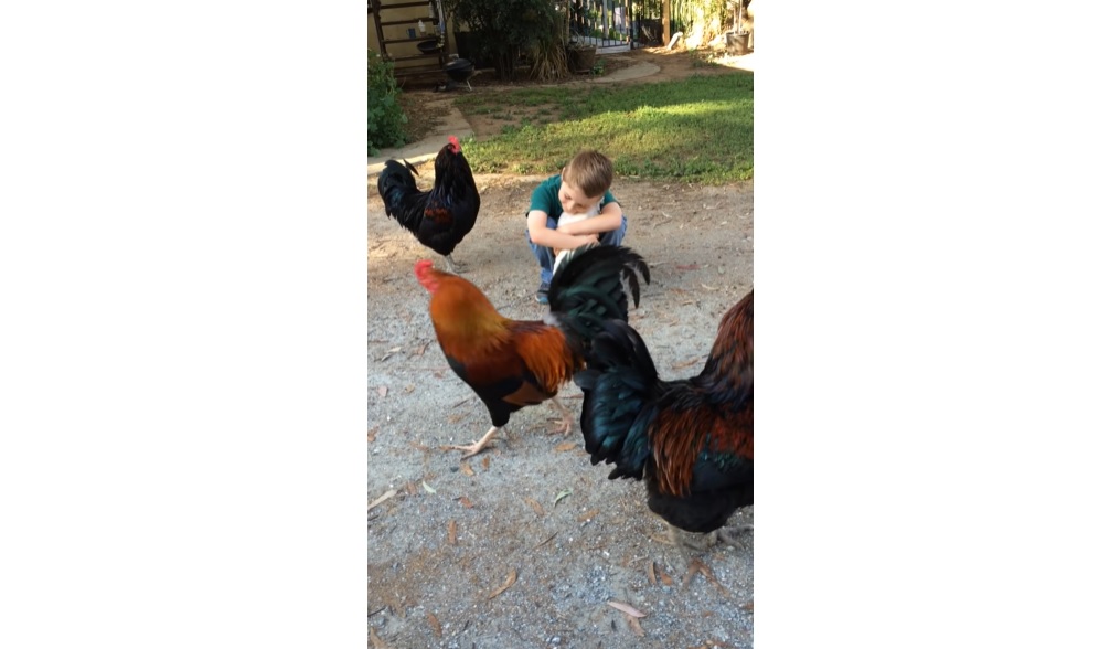 Heartwarming reunion, Mason and Love Bird, Surprising reaction, Unforgettable hug, Genuine connection, Enduring bond, New haircut, Unexpected moments, Love and friendship, Cherishing the unexpected, Kid and a Chicken,
