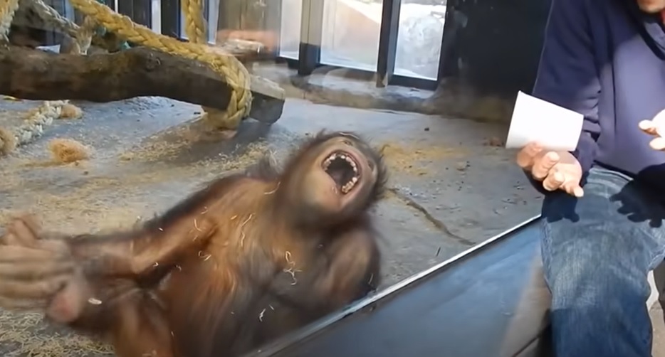 baby orangutan, Barcelona Zoo, magic trick, orangutan reaction, priceless reaction, mystery cup, zoo day, animal surprise, magic cup trick, unforgettable moment