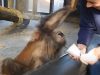 baby orangutan, Barcelona Zoo, magic trick, orangutan reaction, priceless reaction, mystery cup, zoo day, animal surprise, magic cup trick, unforgettable moment