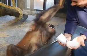 baby orangutan, Barcelona Zoo, magic trick, orangutan reaction, priceless reaction, mystery cup, zoo day, animal surprise, magic cup trick, unforgettable moment