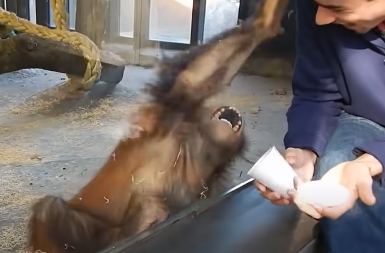 baby orangutan, Barcelona Zoo, magic trick, orangutan reaction, priceless reaction, mystery cup, zoo day, animal surprise, magic cup trick, unforgettable moment