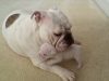 Bulldog puppies, Mom's love, Cuddling, Bonding, Affection, Licking, Snuggling, Playfulness, Emotional development, Physical development, Body temperature, Human-animal relationships