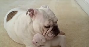 Bulldog puppies, Mom's love, Cuddling, Bonding, Affection, Licking, Snuggling, Playfulness, Emotional development, Physical development, Body temperature, Human-animal relationships