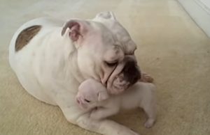 Bulldog puppies, Mom's love, Cuddling, Bonding, Affection, Licking, Snuggling, Playfulness, Emotional development, Physical development, Body temperature, Human-animal relationships