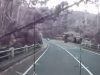 Dash Cam Footage, Strip Wind Storm, High Wind, Nature's Power, Tree Fall, Watt's River Bridge, Victoria Australia, Unexpected Weather, Travel Safety, Bush Adventures