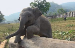 Clumsy baby elephant, Playful pachyderm, Delightful baby elephant antics, Endearing clumsiness, Charming elephant play, Adorable missteps, Joyful adventures, Infectious energy of a baby elephant, Heartwarming playful moments, Unsteady yet captivating moves, Genuine happiness of a baby elephant, Embracing the carefree spirit, Universal power of innocent joy, Connecting through playful experiences, Captivating the hearts of all ages