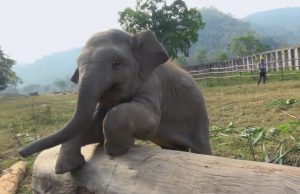 Clumsy baby elephant, Playful pachyderm, Delightful baby elephant antics, Endearing clumsiness, Charming elephant play, Adorable missteps, Joyful adventures, Infectious energy of a baby elephant, Heartwarming playful moments, Unsteady yet captivating moves, Genuine happiness of a baby elephant, Embracing the carefree spirit, Universal power of innocent joy, Connecting through playful experiences, Captivating the hearts of all ages