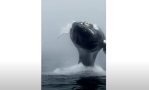 Toronto whale watching, Humpback Whale encounter, whale watching adventure, bucket list experiences, close encounter with whale, whale watching vacation, Toronto adventure, thrilling wildlife experience, cloudy day whale watching, extraordinary whale encounters