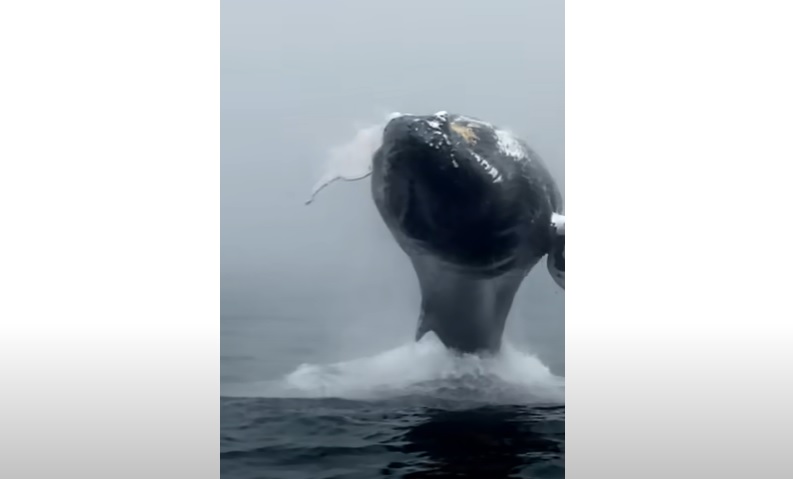 Toronto whale watching, Humpback Whale encounter, whale watching adventure, bucket list experiences, close encounter with whale, whale watching vacation, Toronto adventure, thrilling wildlife experience, cloudy day whale watching, extraordinary whale encounters