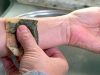 tea bags, reuse, creative uses, surprising, repurpose, sustainability, eco-friendly, DIY, beauty, cooking, health, natural remedies, composting, gardening, household hacks