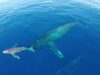 Drone footage, Dolphin stampede, Whales, Natural habitat, Ocean, Dana Point, Maui, Beauty, Grace, Majestic creatures