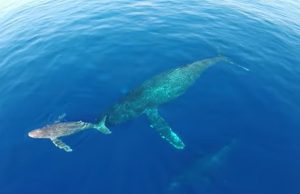 Drone footage, Dolphin stampede, Whales, Natural habitat, Ocean, Dana Point, Maui, Beauty, Grace, Majestic creatures