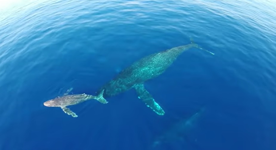 Drone footage, Dolphin stampede, Whales, Natural habitat, Ocean, Dana Point, Maui, Beauty, Grace, Majestic creatures