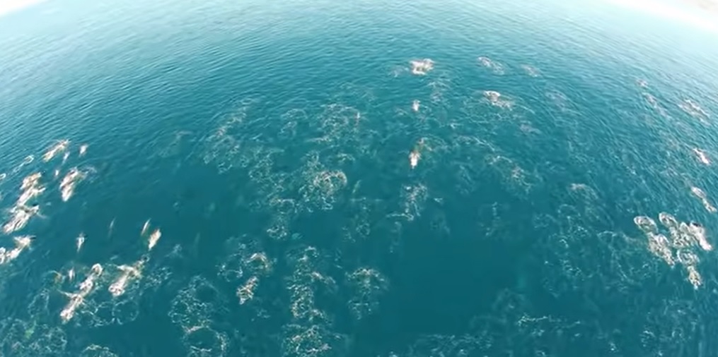 Drone footage, Dolphin stampede, Whales, Natural habitat, Ocean, Dana Point, Maui, Beauty, Grace, Majestic creatures