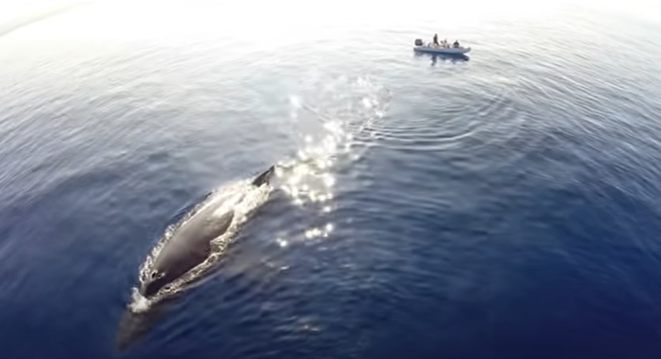 Drone footage, Dolphin stampede, Whales, Natural habitat, Ocean, Dana Point, Maui, Beauty, Grace, Majestic creatures