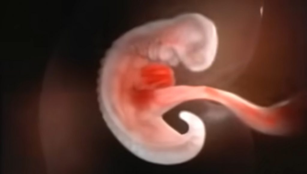 Fetal development video, Nine months in the womb, Prenatal care, Miracle of life, Fetal imaging ethics, Protecting life, Conception, Fetus, Health and well-being, Maternal health, Baby development, Parenting, Obstetrics, Neonatology, Childbirth, Pregnancy