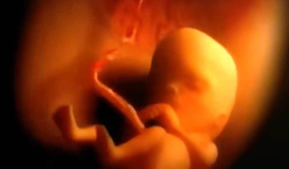 Fetal development video, Nine months in the womb, Prenatal care, Miracle of life, Fetal imaging ethics, Protecting life, Conception, Fetus, Health and well-being, Maternal health, Baby development, Parenting, Obstetrics, Neonatology, Childbirth, Pregnancy