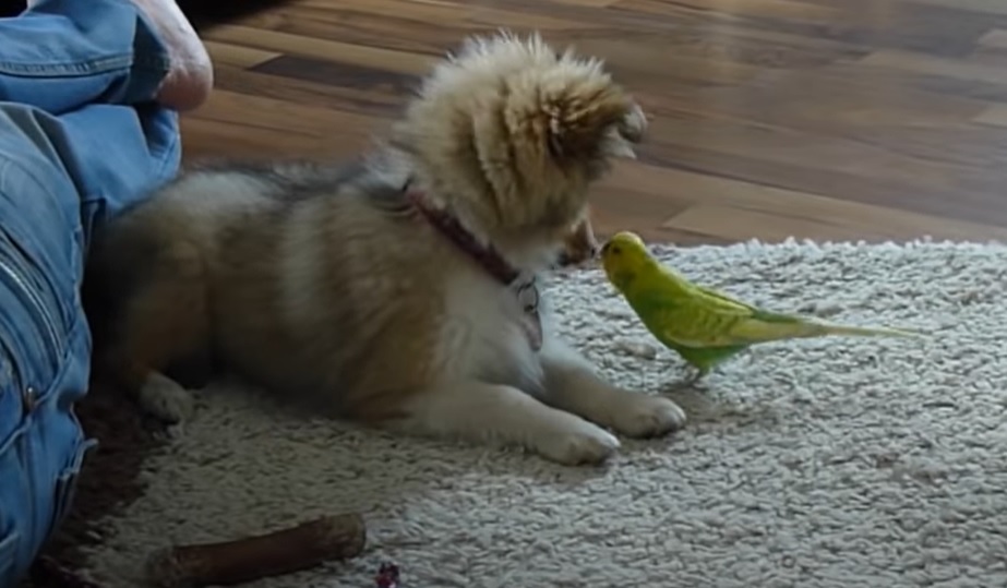 puppy and bird, first meeting, playful bond, unexpected reactions, heartwarming encounter, adorable duo, inter-species friendship, captivating dynamics, unforgettable connection, magical moments