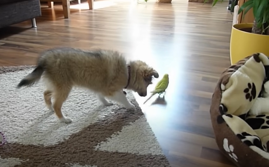 puppy and bird, first meeting, playful bond, unexpected reactions, heartwarming encounter, adorable duo, inter-species friendship, captivating dynamics, unforgettable connection, magical moments