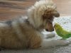 puppy and bird, first meeting, playful bond, unexpected reactions, heartwarming encounter, adorable duo, inter-species friendship, captivating dynamics, unforgettable connection, magical moments