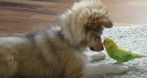 puppy and bird, first meeting, playful bond, unexpected reactions, heartwarming encounter, adorable duo, inter-species friendship, captivating dynamics, unforgettable connection, magical moments
