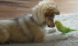 puppy and bird, first meeting, playful bond, unexpected reactions, heartwarming encounter, adorable duo, inter-species friendship, captivating dynamics, unforgettable connection, magical moments