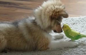 puppy and bird, first meeting, playful bond, unexpected reactions, heartwarming encounter, adorable duo, inter-species friendship, captivating dynamics, unforgettable connection, magical moments