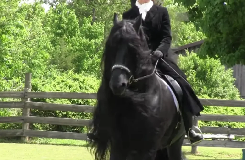Frederik the Great Horse, Friesian Stallion Beauty, Endangered Horse Breeds, Preserving Friesian Horses, Majestic Friesian Stallions, Horse Breeding Conservation, Stacy Nazario Friesian Breeder, Equine Preservation Efforts, World's Most Handsome Horse, Friesian Horse Legacy