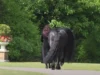 Frederik the Great Horse, Friesian Stallion Beauty, Endangered Horse Breeds, Preserving Friesian Horses, Majestic Friesian Stallions, Horse Breeding Conservation, Stacy Nazario Friesian Breeder, Equine Preservation Efforts, World's Most Handsome Horse, Friesian Horse Legacy