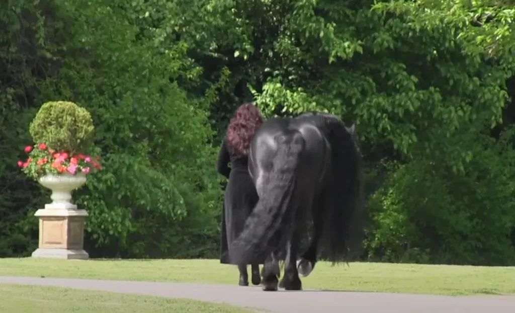 Frederik the Great Horse, Friesian Stallion Beauty, Endangered Horse Breeds, Preserving Friesian Horses, Majestic Friesian Stallions, Horse Breeding Conservation, Stacy Nazario Friesian Breeder, Equine Preservation Efforts, World's Most Handsome Horse, Friesian Horse Legacy
