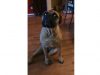dogs' mess, French Bulldog, Bull Mastiff, giant mess, pet chaos, doggie capers, toilet paper trouble, pet confession, pet mischief, canine shenanigans