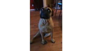 dogs' mess, French Bulldog, Bull Mastiff, giant mess, pet chaos, doggie capers, toilet paper trouble, pet confession, pet mischief, canine shenanigans