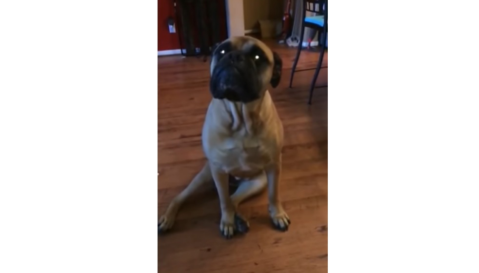 dogs' mess, French Bulldog, Bull Mastiff, giant mess, pet chaos, doggie capers, toilet paper trouble, pet confession, pet mischief, canine shenanigans