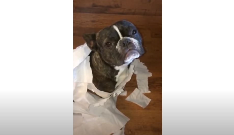 giant mess, dogs' mess, French Bulldog, Bull Mastiff, pet chaos, doggie capers, toilet paper trouble, pet confession, pet mischief, canine shenanigans