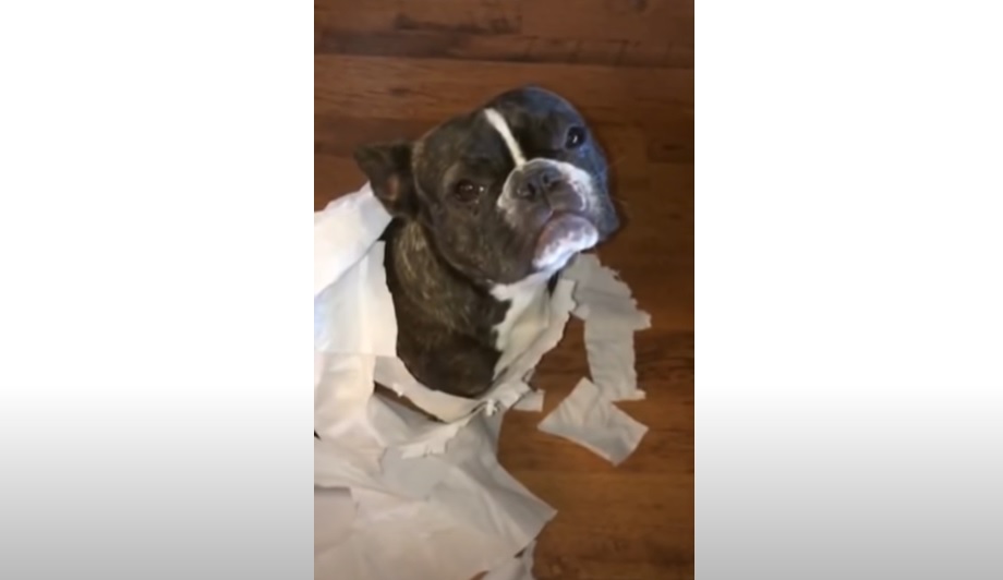 giant mess, dogs' mess, French Bulldog, Bull Mastiff, 
 pet chaos, doggie capers, toilet paper trouble, pet confession, pet mischief, canine shenanigans