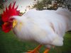 Funny white rooster, Rooster crowing, Laughing sound, Unique auditory experience, Bird enthusiasts, Crowing mechanism, Natural authenticity, Feathery friends, Barnyard spectacle, Nature's sense of humor.
