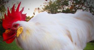 Funny white rooster, Rooster crowing, Laughing sound, Unique auditory experience, Bird enthusiasts, Crowing mechanism, Natural authenticity, Feathery friends, Barnyard spectacle, Nature's sense of humor.