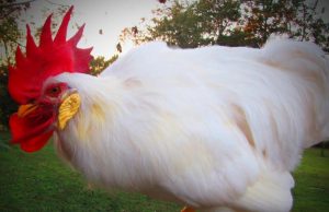 Funny white rooster, Rooster crowing, Laughing sound, Unique auditory experience, Bird enthusiasts, Crowing mechanism, Natural authenticity, Feathery friends, Barnyard spectacle, Nature's sense of humor.