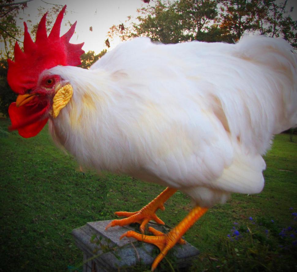Funny white rooster, Rooster crowing, Laughing sound, Unique auditory experience, Bird enthusiasts, Crowing mechanism, Natural authenticity, Feathery friends, Barnyard spectacle, Nature's sense of humor.