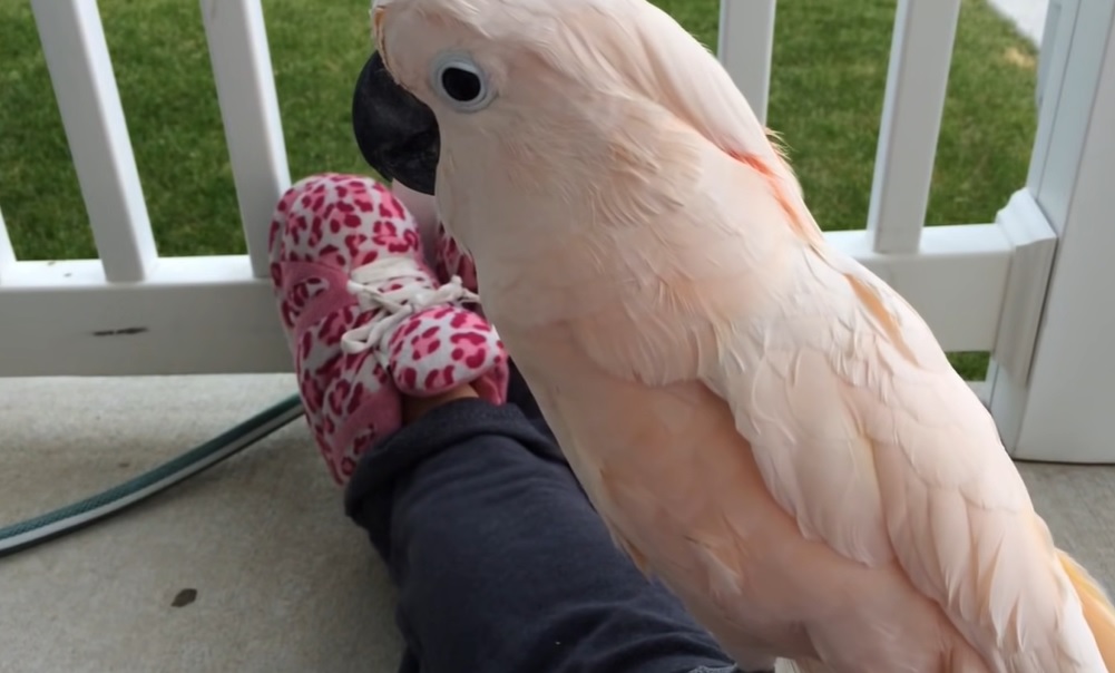 talking cockatoo, cockatoo for adoption, moluccan cockatoo parrot, moluccan, funny parrots talking, moluccan birds, thunderstorm, Gotcha the Cockatoo, porch conversation, bird adoption