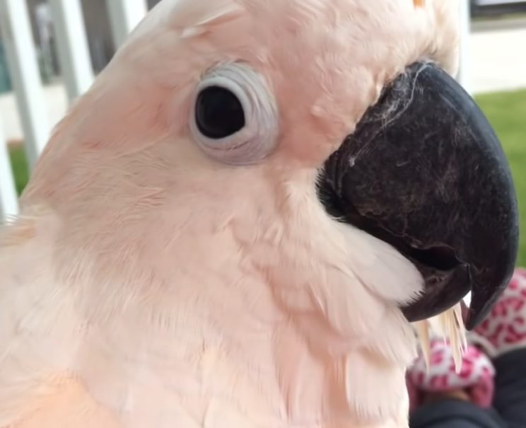 talking cockatoo, cockatoo for adoption, moluccan cockatoo parrot, moluccan, funny parrots talking, moluccan birds, thunderstorm, Gotcha the Cockatoo, porch conversation, bird adoption