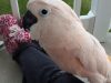 talking cockatoo, cockatoo for adoption, moluccan cockatoo parrot, moluccan, funny parrots talking, moluccan birds, thunderstorm, Gotcha the Cockatoo, porch conversation, bird adoption