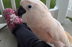 talking cockatoo, cockatoo for adoption, moluccan cockatoo parrot, moluccan, funny parrots talking, moluccan birds, thunderstorm, Gotcha the Cockatoo, porch conversation, bird adoption