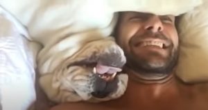 Grumpy Bulldog, wake-up routine, morning person, hilarious sounds, viral sensation, online reactions, relatable, unique personality, source of joy, shared struggle, internet sensation.