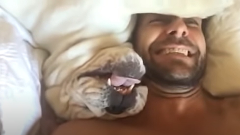 Grumpy Bulldog, wake-up routine, morning person, hilarious sounds, viral sensation, online reactions, relatable, unique personality, source of joy, shared struggle, internet sensation.