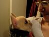 Talking Frenchie dog, Charlie, love, heartwarming, pet, bond, owner, canine, French Bulldog,