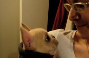 Talking Frenchie dog, Charlie, love, heartwarming, pet, bond, owner, canine, French Bulldog,