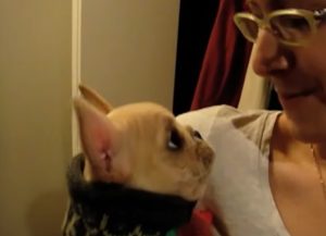 Talking Frenchie dog, Charlie, love, heartwarming, pet, bond, owner, canine, French Bulldog,