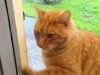 Smart cat, Doorbell, Feline intelligence, Resourceful cat, Pet tricks, Cat communication, Creative cat, Cat behavior, Cat skills, Intelligent pets, Cat training, Observant animals, Unusual cat behaviors, Resourceful pets, Surprising pet abilities